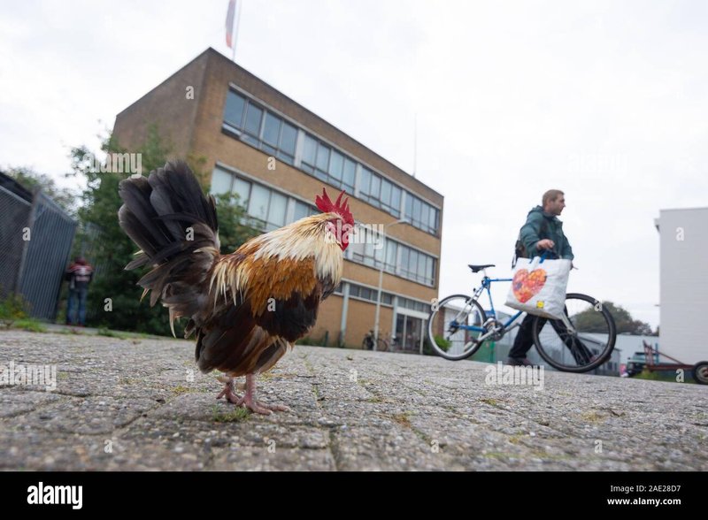Chicken road nederland in Netherlands
