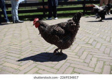 Ontdek Het Avontuur Van Chicken Road Casino in Nederland in Netherlands